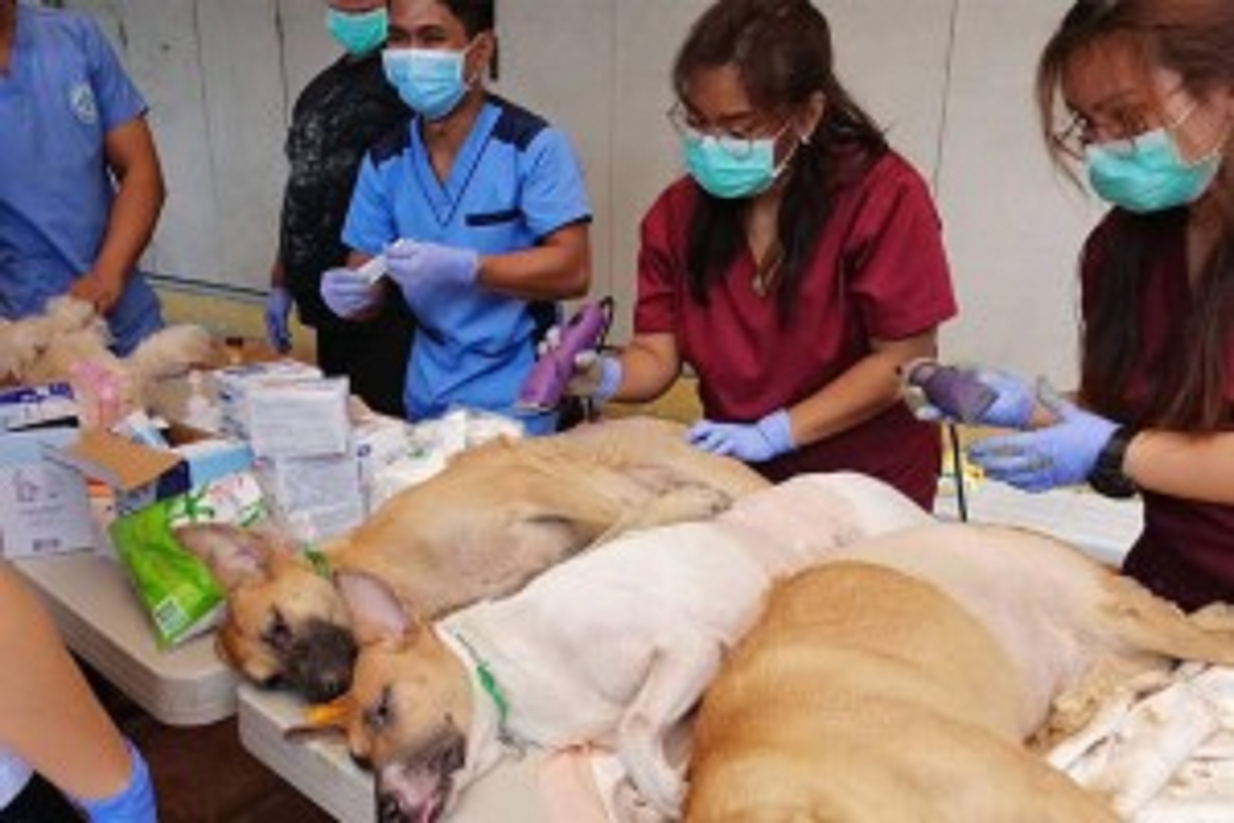 Magkano ang tuition fee ng Vet Med student? - Magkano.org